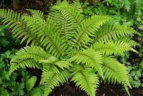 បង្ហាប់សម្រាប់ការព្យាបាលនៃសរសៃឈាមវ៉ែនតា